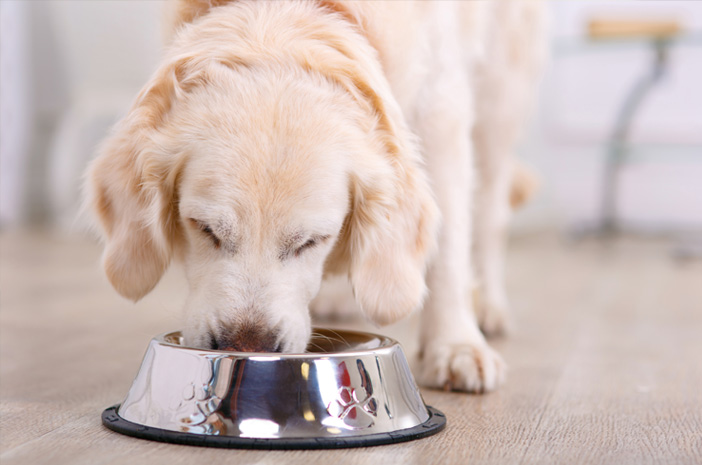 Nutrisi yang Tepat untuk Anjing Peliharaan