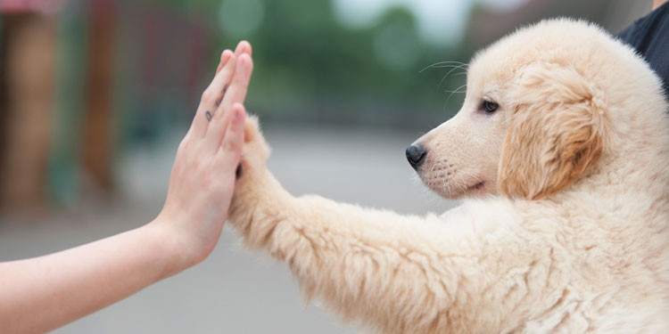 Panduan Lengkap Melatih Anjing Agar Patuh dan Penurut