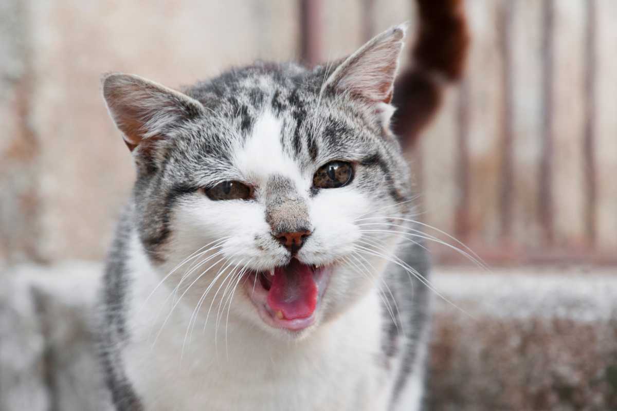 Cara Mengatasi Kucing yang Sering Muntah